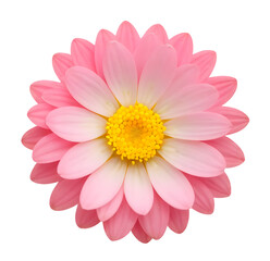 Wall Mural - pink and white flower isolated on transparent background, extracted, png file