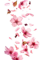 Wall Mural - fly falling sakura almond flowers and leaves on white background