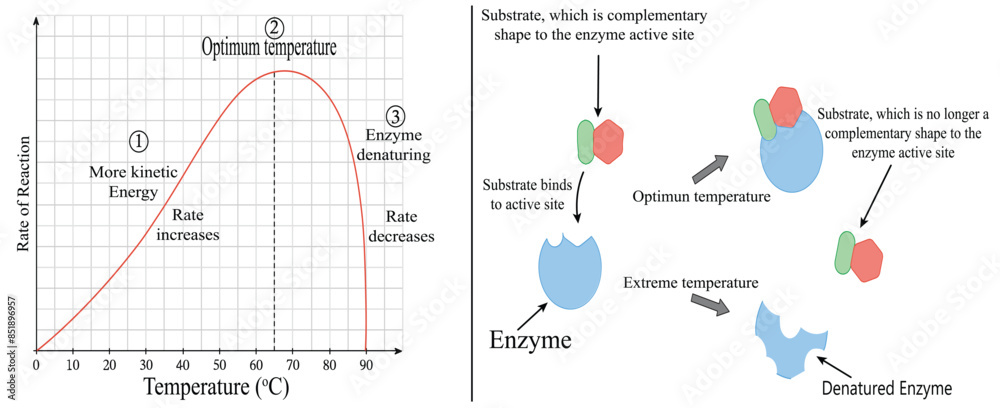 The effects of temperature on enzyme activity. curve and diagram ...