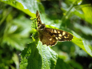 Poster - Brown butterfly moth on leaf