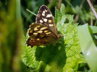 Poster - Brown butterfly moth on leaf