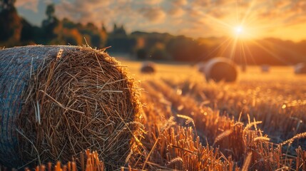 Closeup view of dry crop hay bale in farm land field