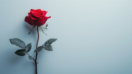 Wall Mural - A striking red rose stands alone against a pristine white backdrop