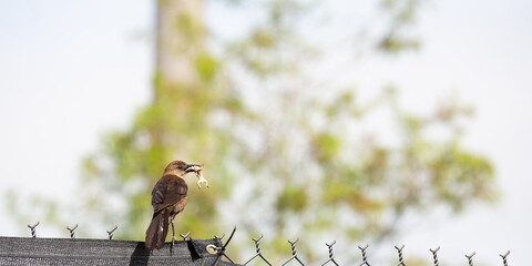 Bird on fence with lizard in beak.