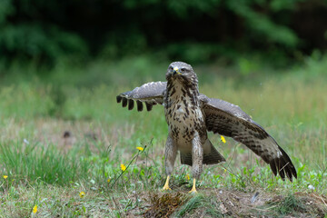 Poster - Common Buzzard (Buteo buteo) searching for food in the forest of Noord Brabant in the Netherlands.  Forest background