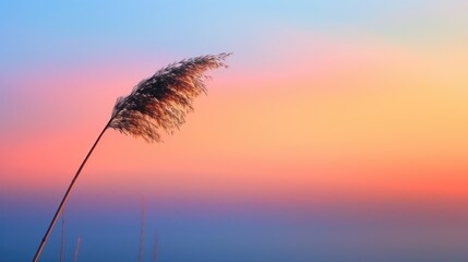Wall Mural - A single reed gently moves in the colorful shades of the setting sun bringing peace to the calm scenery