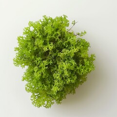 Wall Mural - a close-up of moss, showing its tiny, intricate leaves isolated on white background