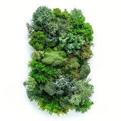 Wall Mural - a detailed moss patch isolated on white background