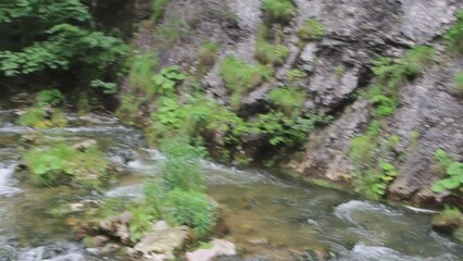 Wall Mural - A stream with moss and rocks