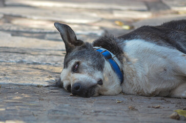 Wall Mural - dog sleeping on the street 