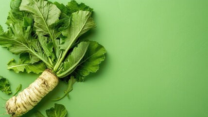 Wall Mural - Fresh horseradish root with leaves on green background