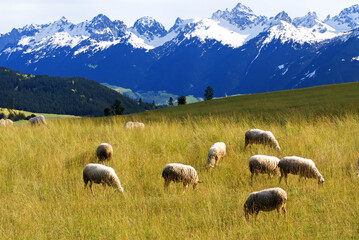 Poster - Moutons et montagnes