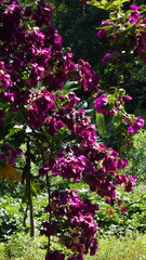 Wall Mural - flowers in the garden