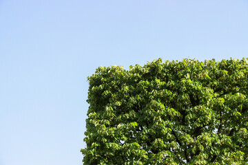 Poster - Square canopy of a lonely tree against the blue sky	