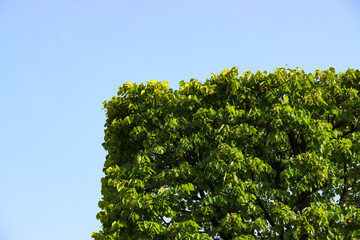 Poster - Square canopy of a lonely tree against the blue sky