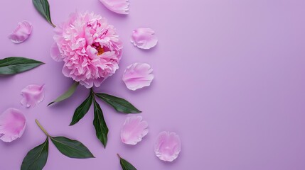 Wall Mural - Pink peony flower on light pastel purple background Beautiful botanical design with green leaves and petals Minimalistic flat lay