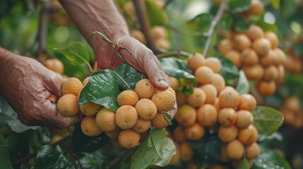 Sticker - Harvesting Ripe Fruits in a Lush Garden