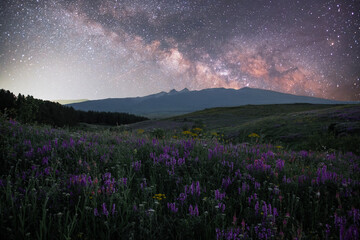 Wall Mural - beautiful night landscape. milky way galaxy over the flowers field and mountains.