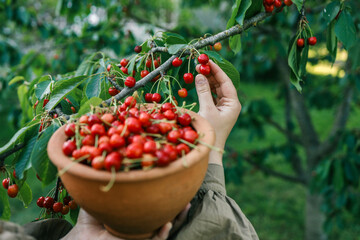 Wall Mural - Hand picking fresh delicious cherries, close-up. A woman's hand plucks juicy cherry berries from a tree. The concept of healthy eating. The concept of a healthy lifestyle