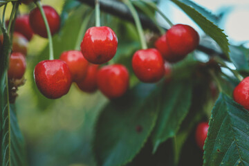 Wall Mural - ripe sweet cherries on a tree in the garden