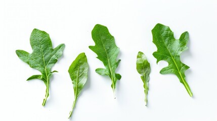 Wall Mural - Dandelion leaves on a white background