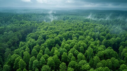 Wall Mural - A vast green forest viewed from above, with layers of trees stretching into the distance