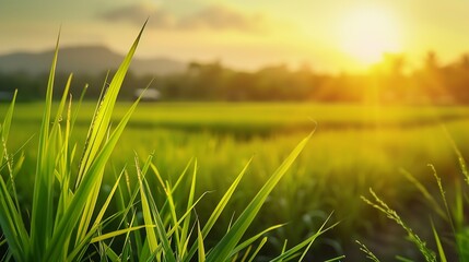 Aufkleber - Smart agriculture with modern technology for sustainable practices Rice farm Smart farming concept Sustainable agriculture Precision agriculture Climate monitoring Farm management syst : Generative AI