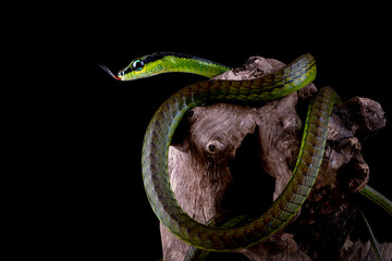 Dendrelaphis formosus or Elegant Bronzeback is a slim snake native to Indonesia and Malaysia.