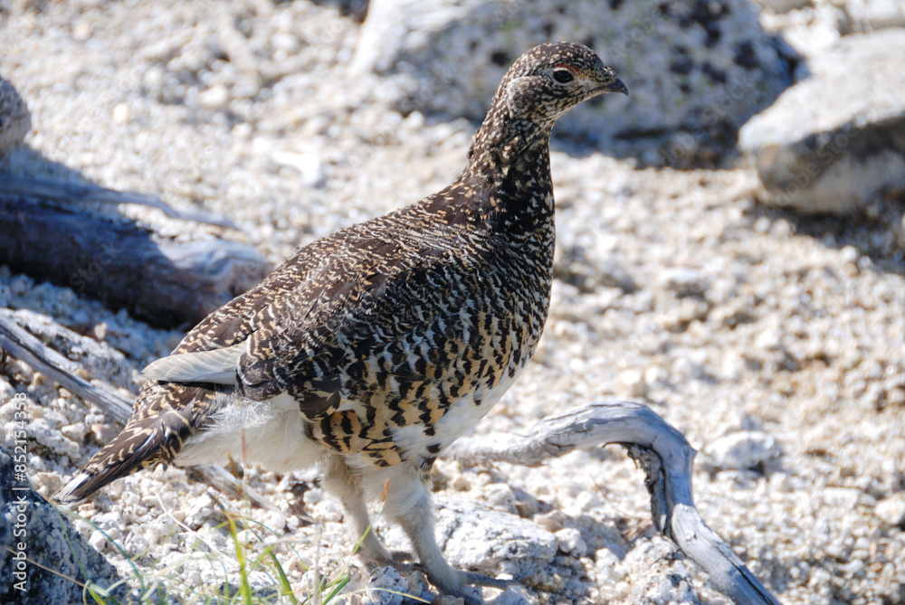 A snow grouse (a rock ptarmigan) / ライチョウ(初夏の北アルプス
