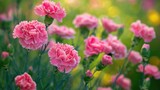 Carnation blooms in the garden