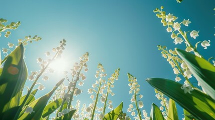 Wall Mural - Close up view of Lily of the Valley flowers under a clear blue sky