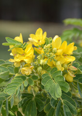 Sticker - beautiful Senna surattensis flowers in the garden