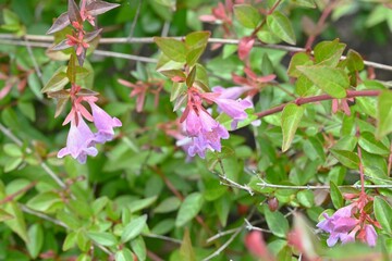 Poster - Glossy abelia flowers. Caprifoliaceae perennial shrub. Small bell-shaped flowers bloom from early summer to autumn. Used as a hedge, etc.