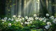© The 2R Artificiality - Anemones blooming in the spring forest