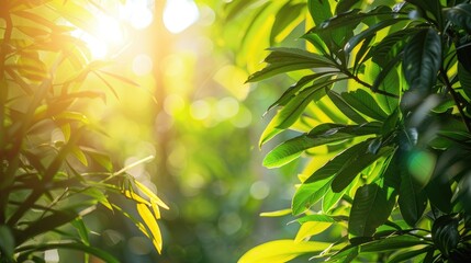 Wall Mural - beautiful natural setting with lush green leaves sunlight and copy space in garden