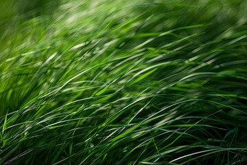 Wall Mural - A close up view of green grass swaying in the wind across a field