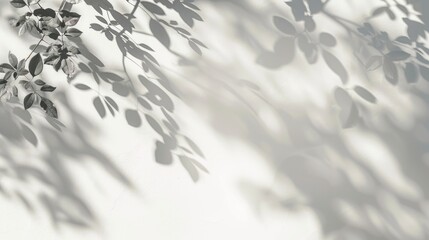 Wall Mural - blurry shadow of hawthorn tree leaves on white wall with space for text abstract nature background
