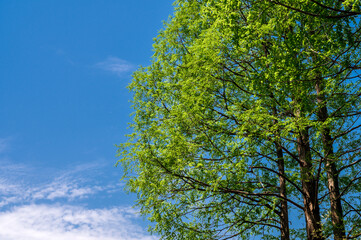 trees in the sky