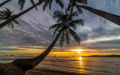Wall Mural - beautiful tropical sunset with palm tree