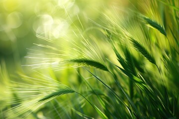 Wall Mural - A close up view of green grass swaying in the wind across a field