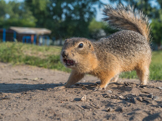 Prairie dog taking a threatening pose and scaring the aggressor