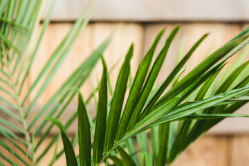 Wall Mural - bangalow palm frond outdoor in front of wooden fence