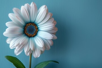 flower for fathers day, flower on the corner, light blue background