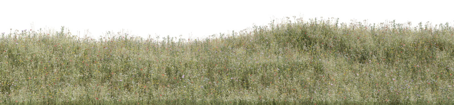 Wild grass field, flowers and meadow in nature, Tropical forest isolated on transparent background - PNG file, 3D rendering for create and design