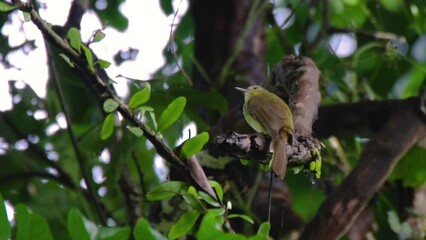 Wall Mural - view of a beautiful bird sitting on branch