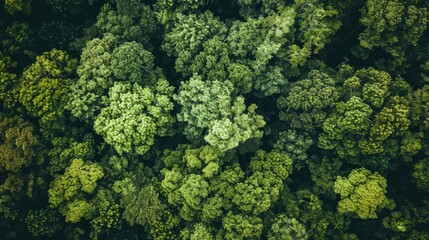 Wall Mural - Capture a bird s eye view of lush green trees in the forest with a drone and observe how these dense canopies are efficiently trapping CO2 This verdant landscape serves as a natural backdro