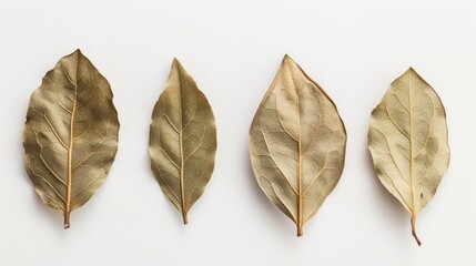 Canvas Print - Bay leaf dried separated on a white backdrop