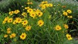© AkuAku - Close up of blooming Lance leaved Coreopsis with yellow flowers