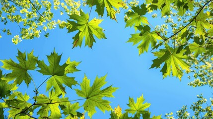 Wall Mural - Branches of Maple Trees with Green Leaves in Early Fall