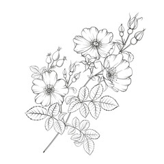  Botanical illustration rosehip on white background. Hybrid tea rose